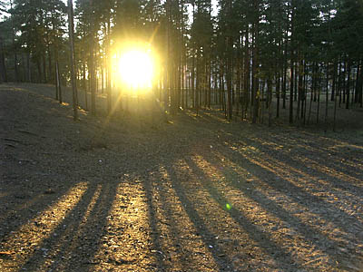  Сосновый Бор должен сохранить свои леса (Фото Юрия Шестернина)