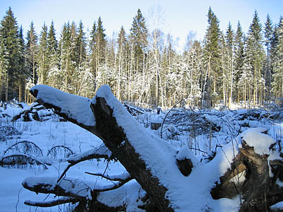  Вместо леса — бурелом (Фото Юрия Шестернина)