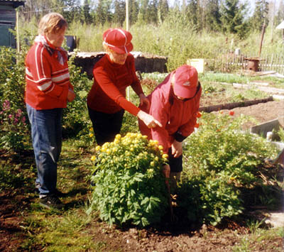  «Одуванчики» на грядках в садоводстве «Строитель» (Фото из архива)