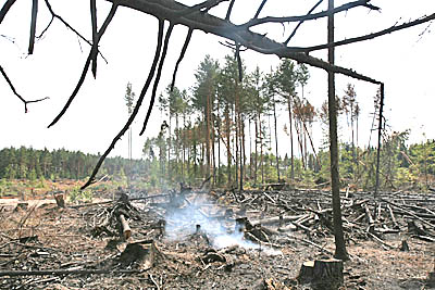  Повсюду видны следы пожарищ и упавшие деревья с обуглившимися корнями, стелется дым.... (Фото Юрия Шестернина)