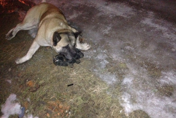 В Новый год в Ломоносовском районе на глазах очевидцев был застрелен охотничий пес. Жители обвиняют депутата из Петербурга. 