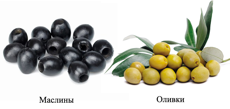 Почему важно знать, чем оливки отличаются от маслин или история одного кулинарного фиаско