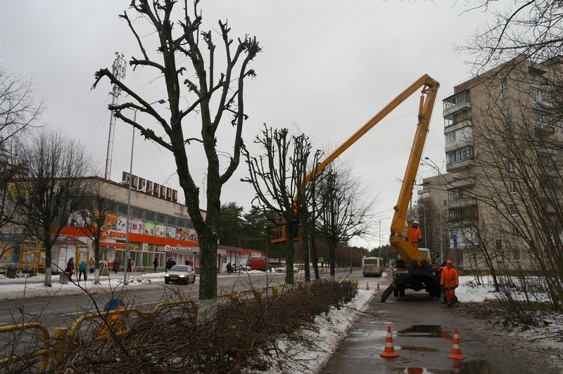 На улице 50 лет Октября начали обрезку деревьев