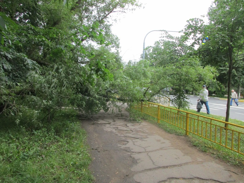 Поперек тротуара в Сосновом Бору упала далеко не дряхлая ива