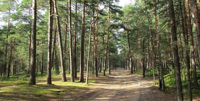 Парк «Приморский» в Сосновом Бору ожидает перепланировка и межевание