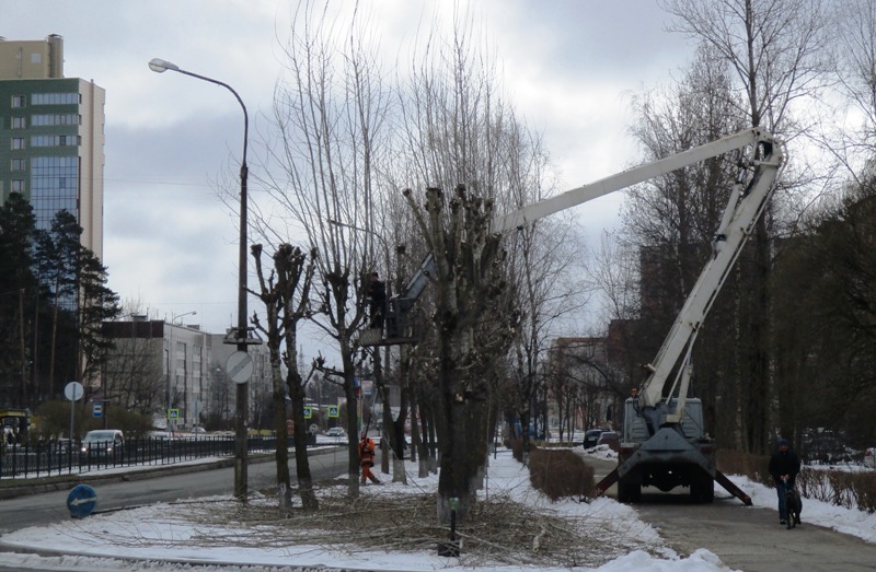 Больше всего аварийных деревьев  спилили на улице Комсомольской