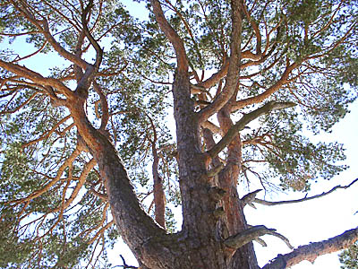 Деревья — памятники живой природы