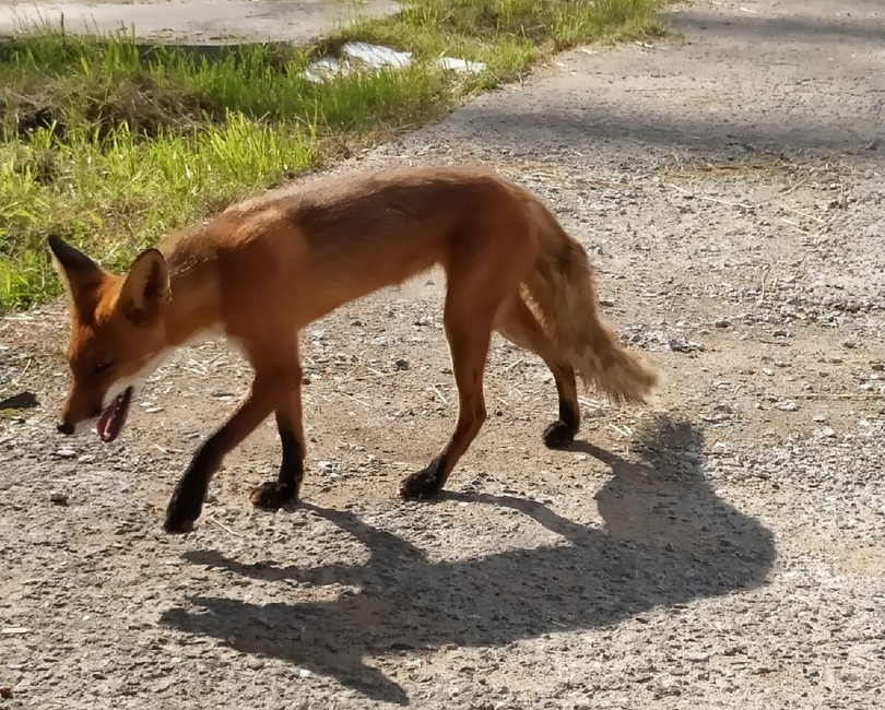В Сосновом Бору лисы приходят кормиться на электроподстанцию 