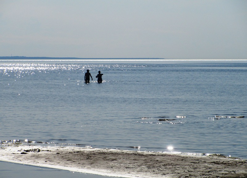У побережья Финского залива в Сосновом Бору вода неудовлетворительного качества