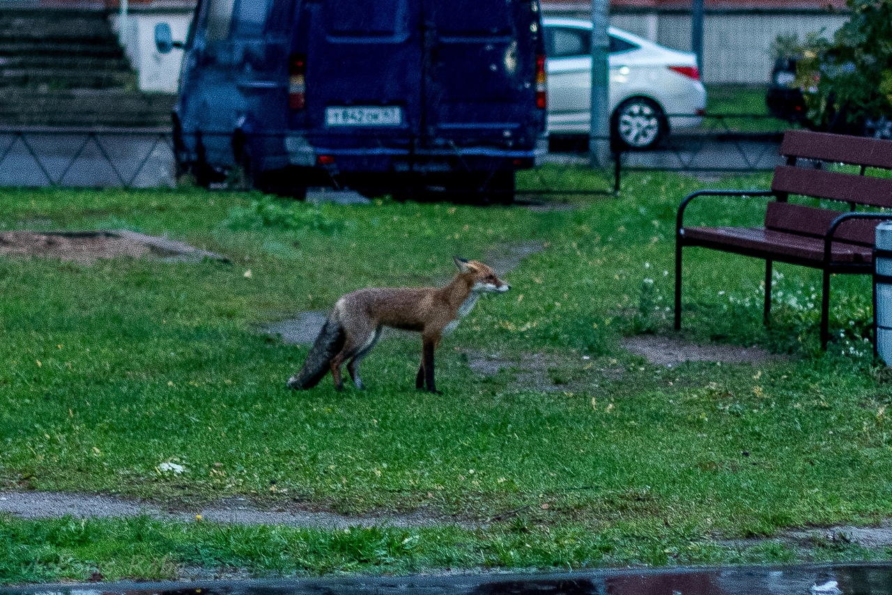 Видео: дикая лисица прогулялась по парку в Сосновом Бору и попала на фото очевидцев 