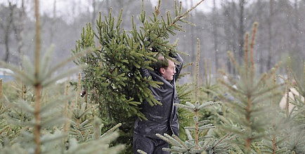 Каждый желающий может самостоятельно найти  и срубить новогоднюю ель в Ленинградской области