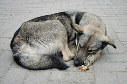 Районам вернут полномочия по бездомным животным