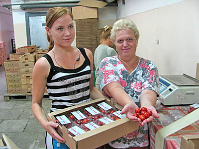  Овощеводы В. Беклемышева (слева) и З. Лашкова раскладывают элитные помидоры в коробочки (Фото Виктора Поповичева)