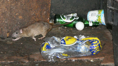  Полноту впечатления добавляют кинувшиеся из-под ног врассыпную десятки крыс. (Фото Юрия Шестернина)