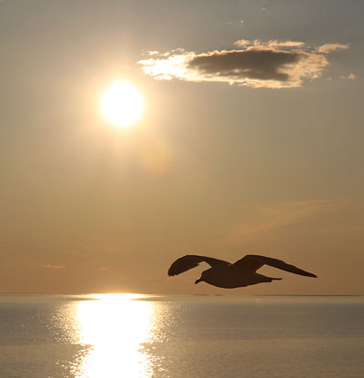 Эта чайка летает над Ладогой. (Фото Юрия Шестернина)