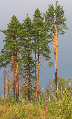 Будущее сосновоборских городских лесов пока весьма туманно.... (Фото Нины Князевой)