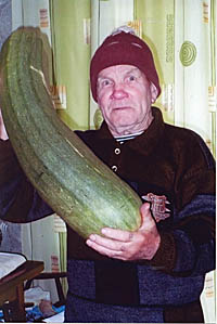 Сосновоборец В. Простынкин вырастил 
кабачок «яловый»: длина 0,7 м, 
диаметр 0,55 м, вес 8,1 кг. 