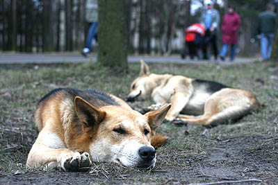  От отлова до отлова бродячих собак никто не беспокоит (Фото Юрия Шестернина)
