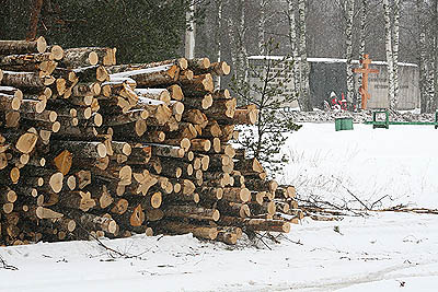  Деревья у Воронки, ставшие древесиной, аккуратно сложены в штабеля, тут же — у дороги... (Фото Юрия Шестернина)