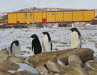  Пингвины уже привыкли, что в Антарктиде все больше людей 