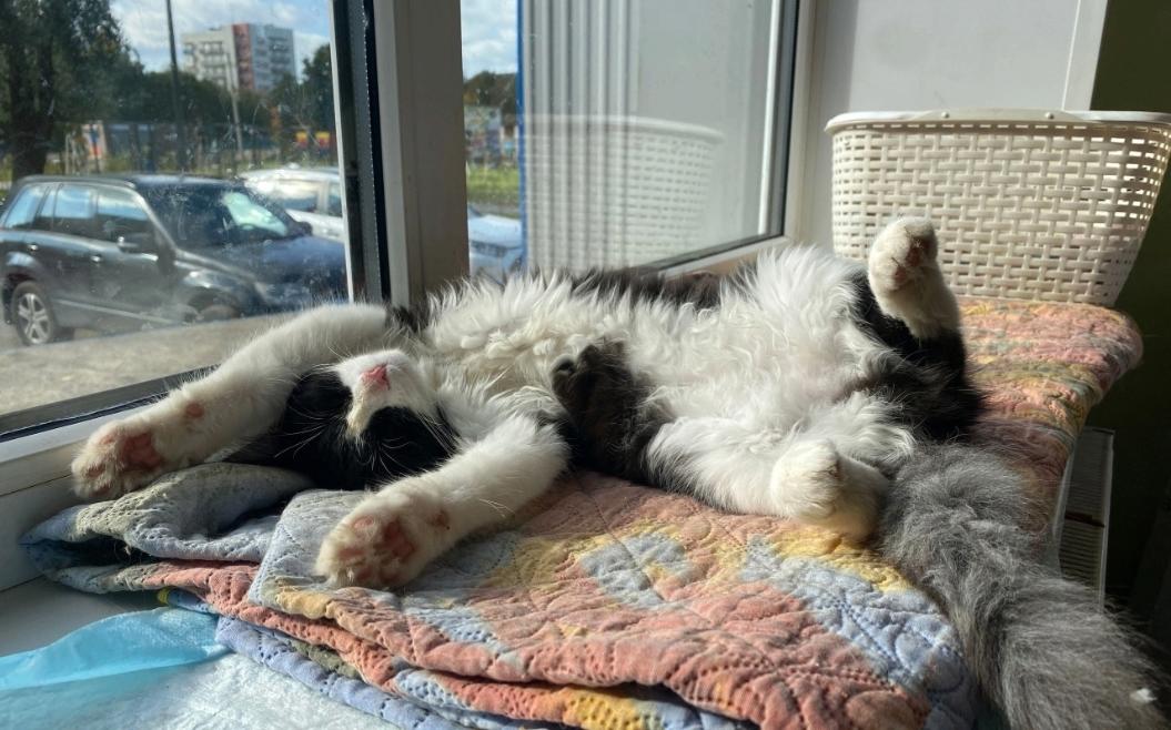 «Котопёс» ищет лучших на свете хозяев для маленькой Фроси