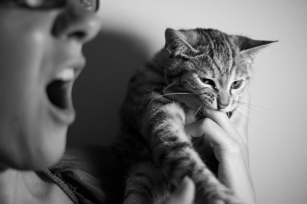 Почему кошка кусает хозяина, когда он ее гладит: 3 причины