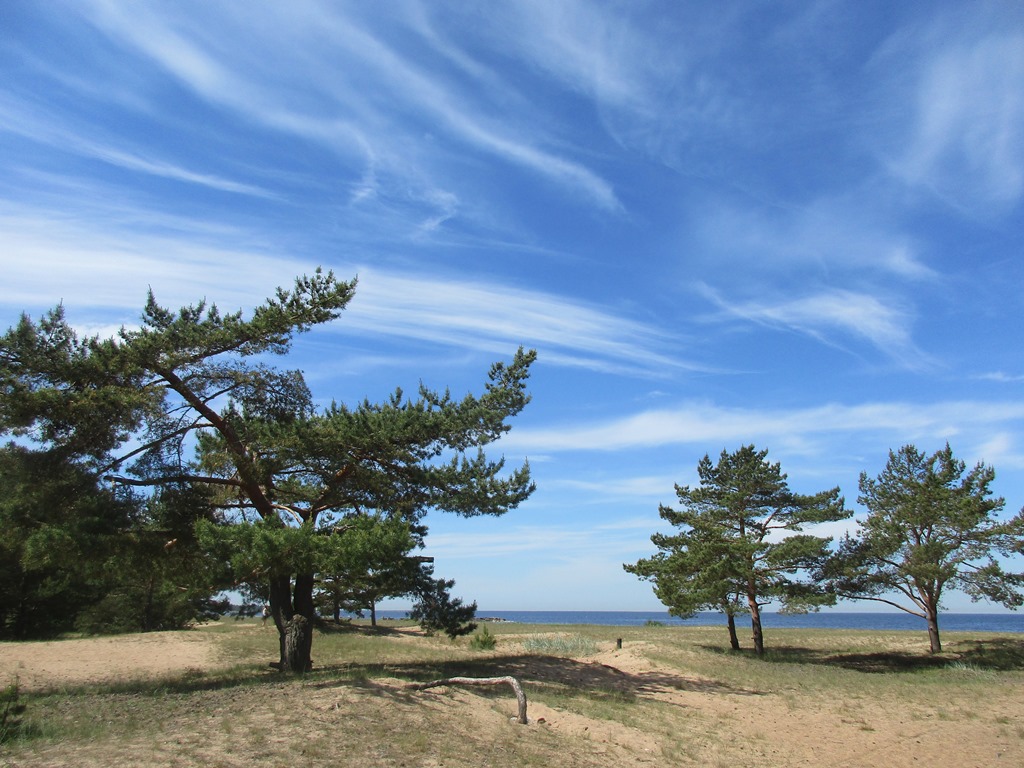 Сосны на берегу Финского залива в Ручьях, фото Нины Князевой