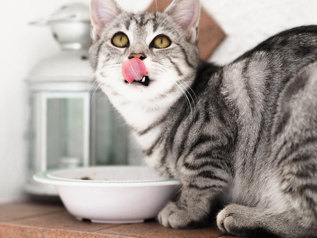 Почему кошка «закапывает» миску с едой