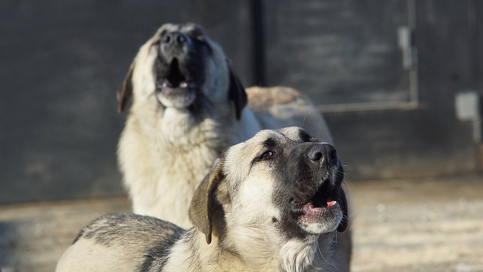 В Сосновом Бору стерилизуют 15 бездомных собак