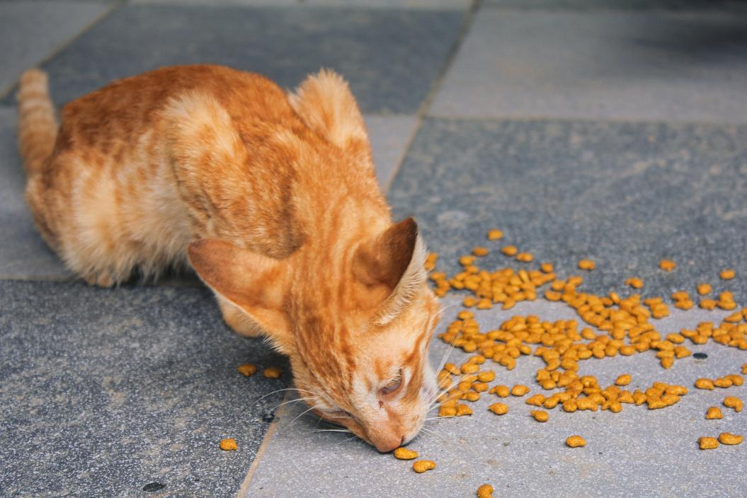 Почему кошка не ест сухой корм и что с этим делать