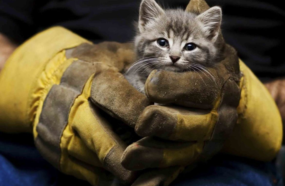 Сосновоборские спасатели помогли солнечному котёнку 