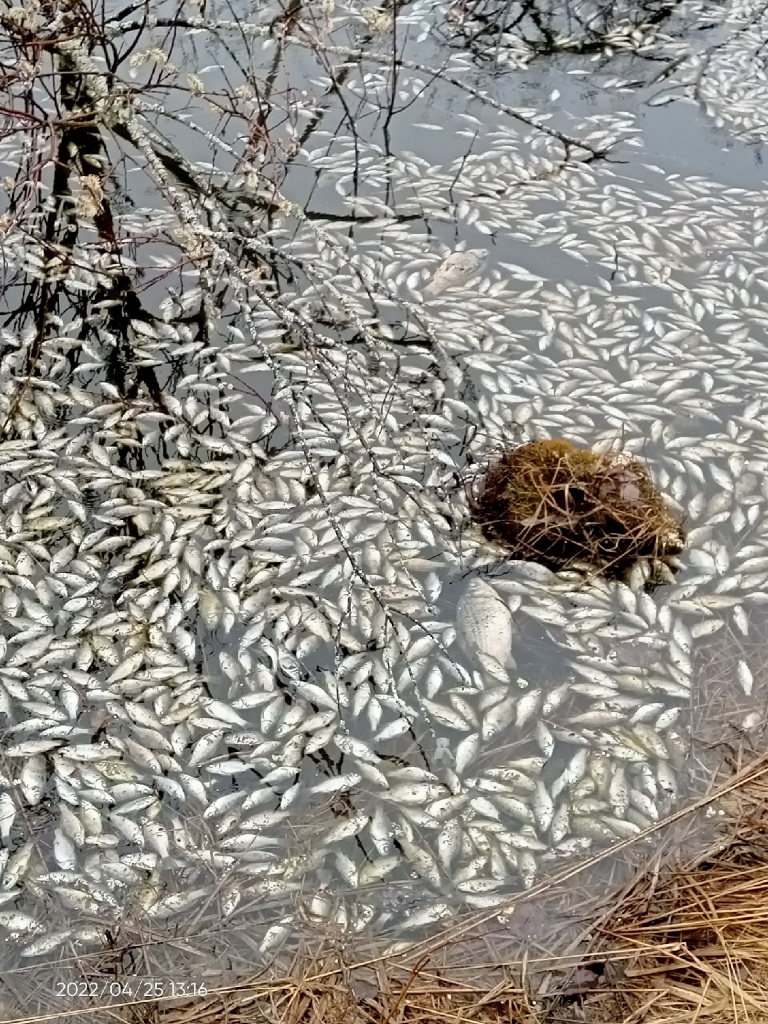Фото рыбы ленобласти