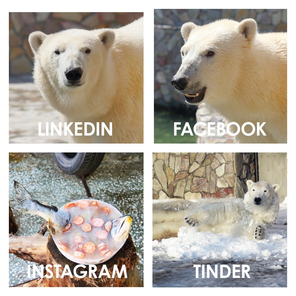 Ленинградский зоопарк присоединился к флеш-мобу: Linkedin, Facebook, Instagram, Tinder
