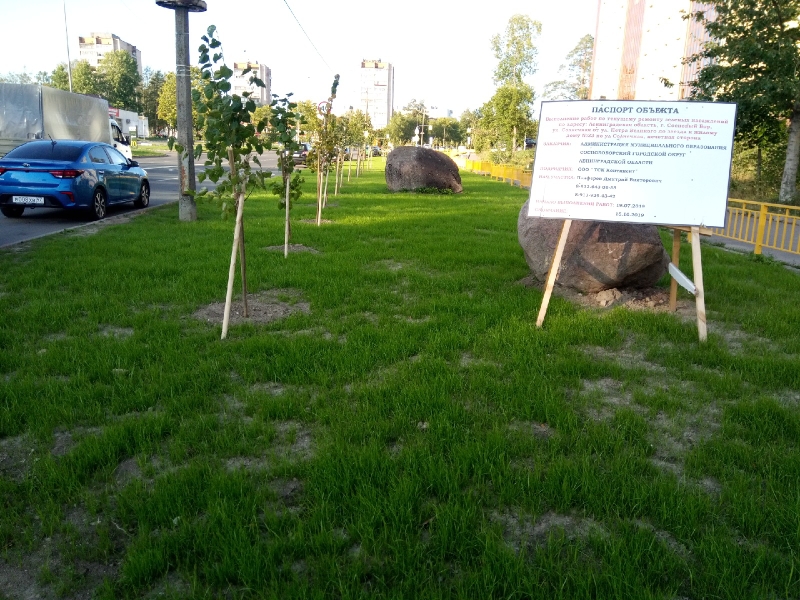 На улице Солнечной вместо 45 спиленных тополей посадили 50 лип