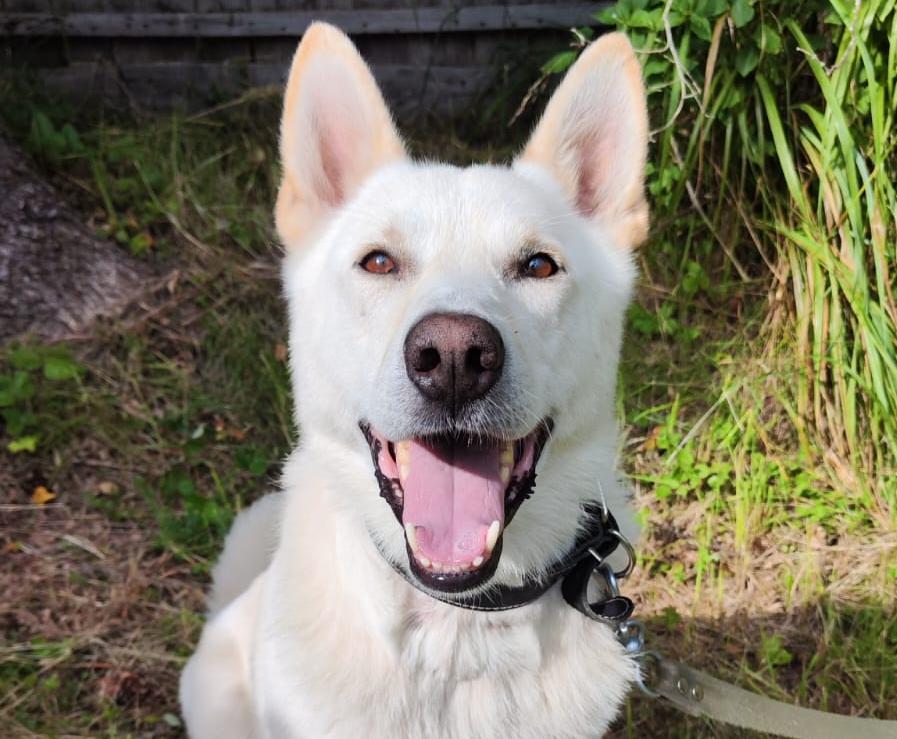 Солнечный Дик ищет дом