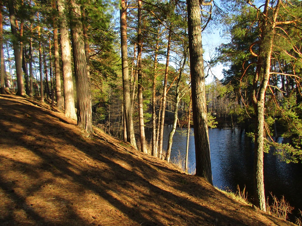 Сосновый Бор Фото Природы