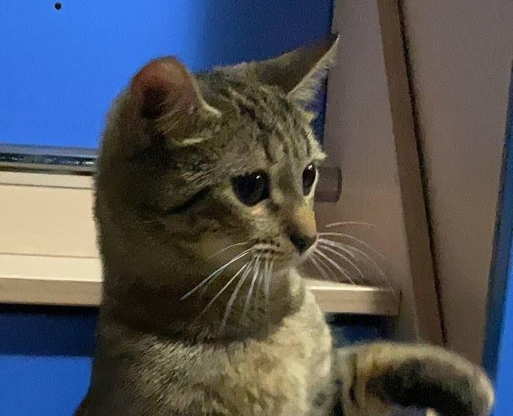 Кошечка Тея ищет своего человека