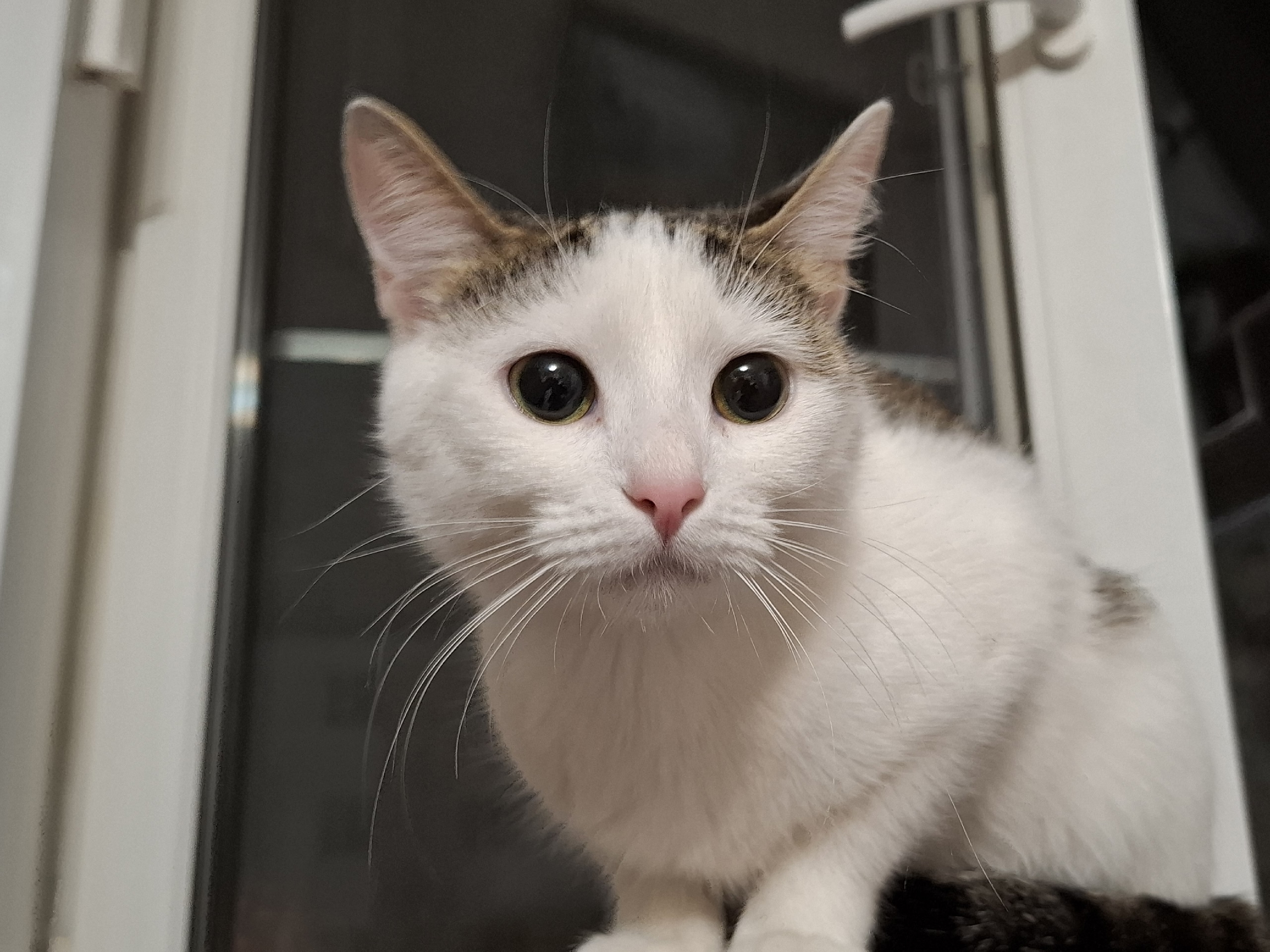 Кошечка Мира с грустными глазами ищет дом