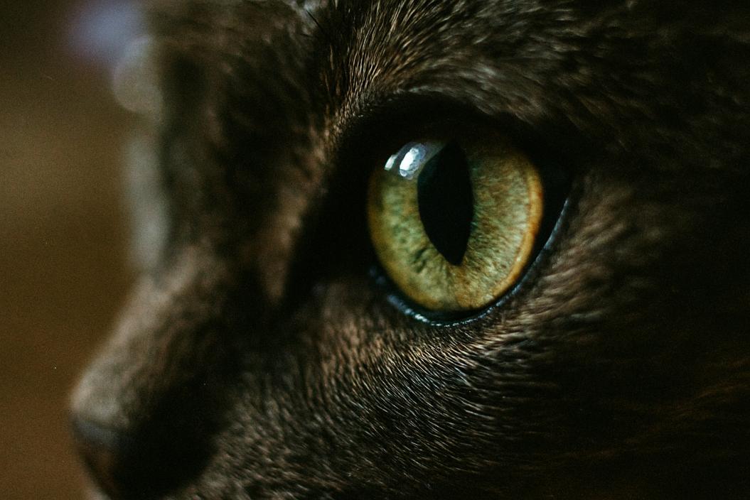 Изображение: Sora