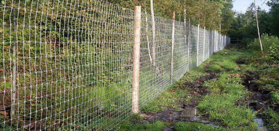 Консалтинговая компания незаконно обнесла забором километр леса в Ленобласти
