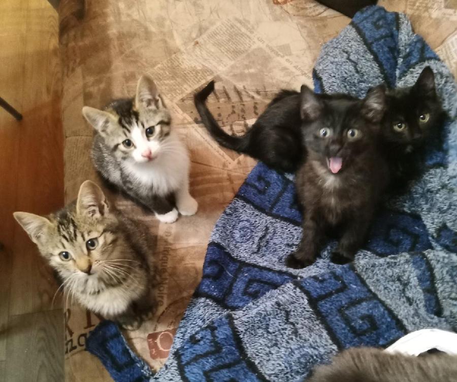 «Котопес» ищет хозяев четырем замечательным двухмесячным котятам