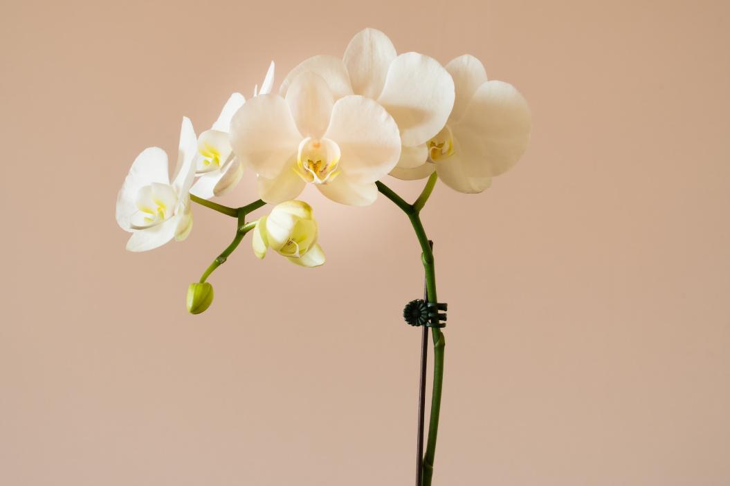 Орхидея не цветет