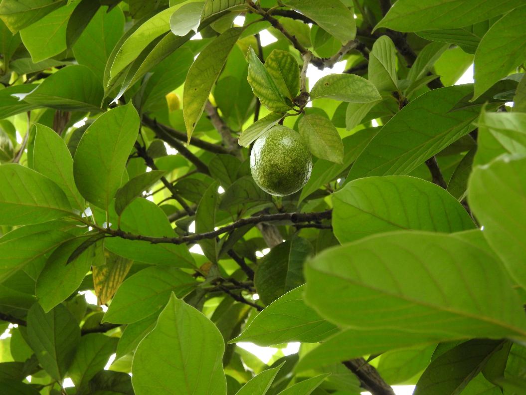 орех дерево фото разновидности