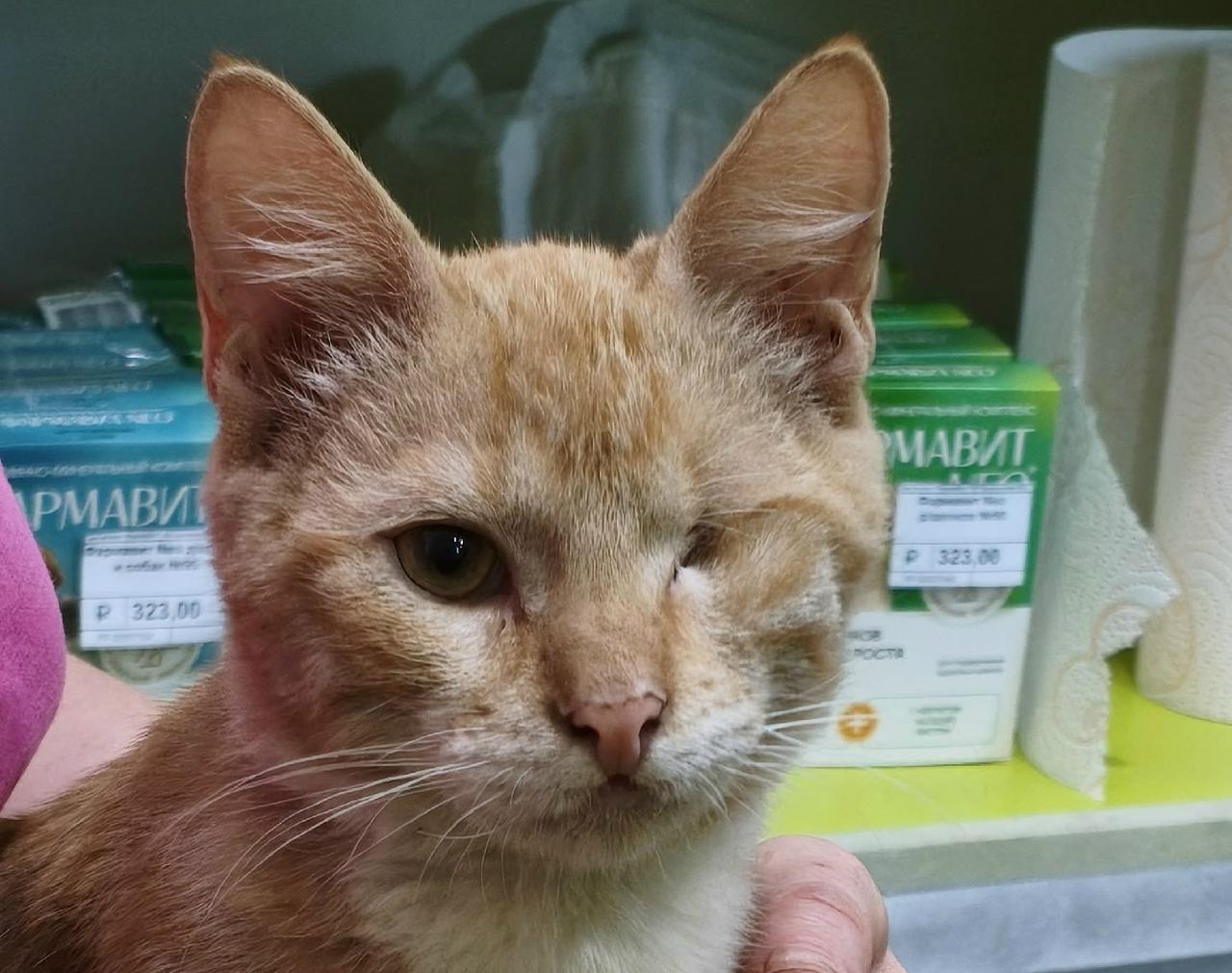 Очаровательный котик ищет любящих хозяев