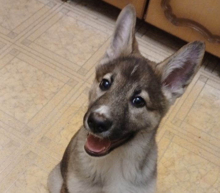 Щенок, который знает команды, ищет дом и надежных хозяев