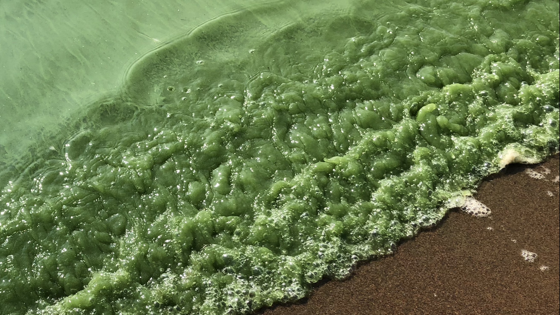 Цианобактерии сине-зеленые водоросли залив
