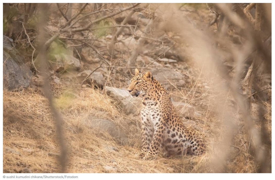 Редчайшего хищника на планете — розового леопарда — поймали в кадр 