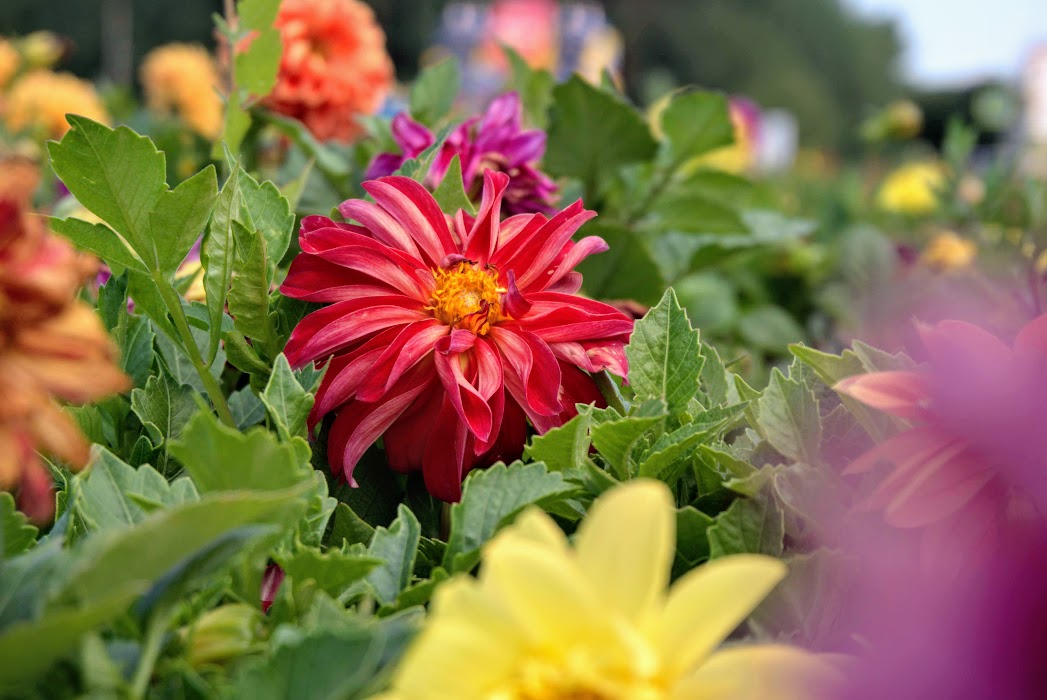 Как 150 тысяч цветов в Сосновом Бору переживают засушливое лето