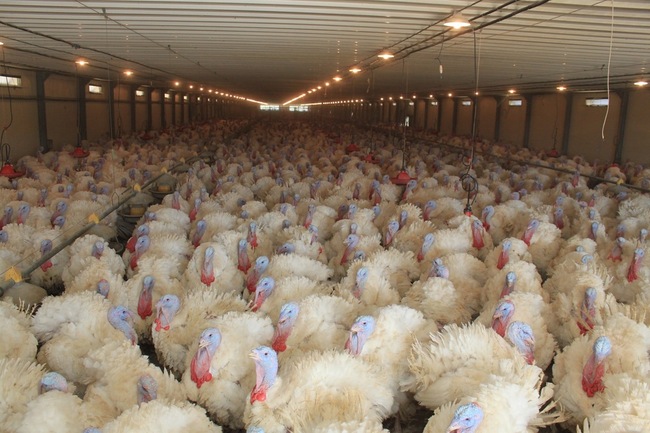 В Ленобласти при поддержке Россельхозбанка открылась крупная птицефабрика 