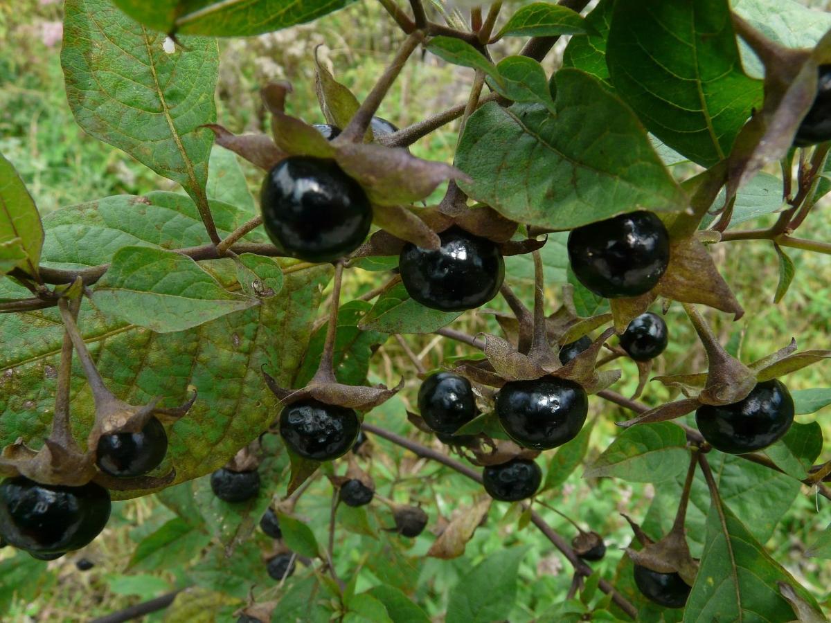 В Роспотребнадзоре назвали топ-5 ядовитых ягод в лесах